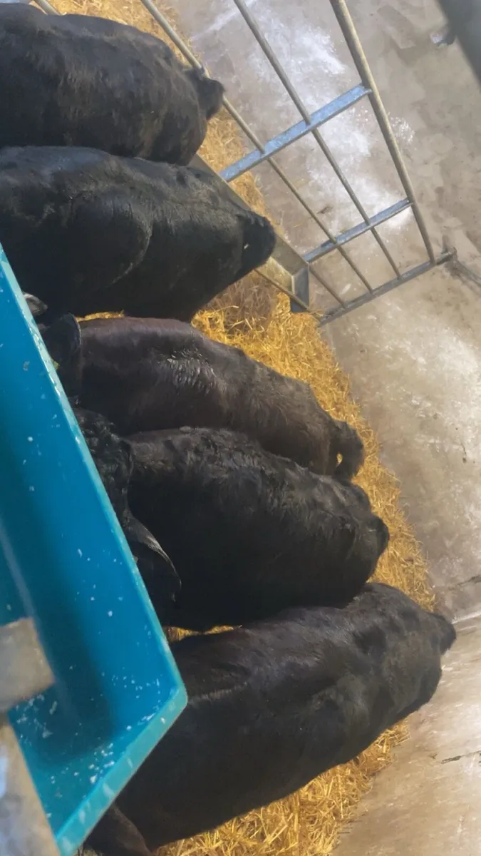 Limousin heifer calves - Image 1