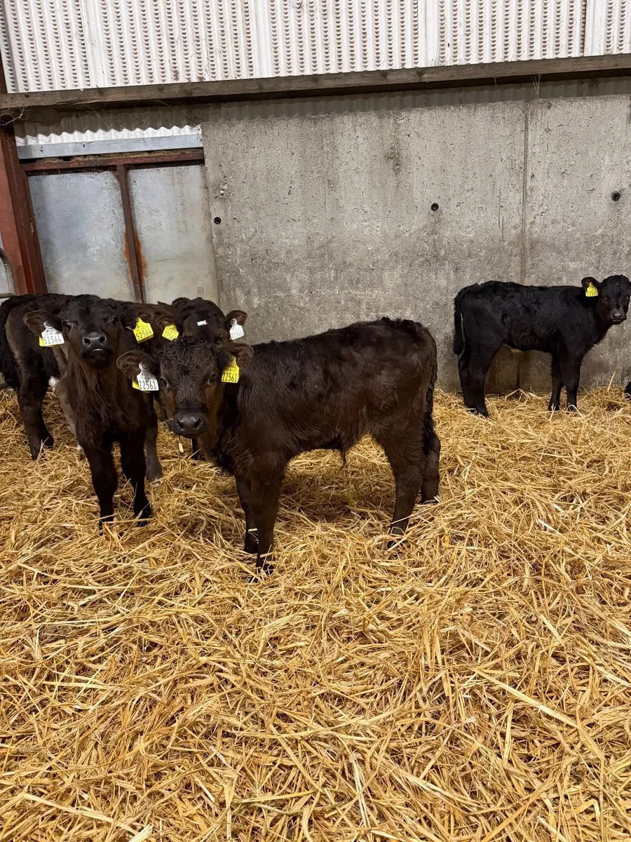 AI bred Limousin Calves - Image 1
