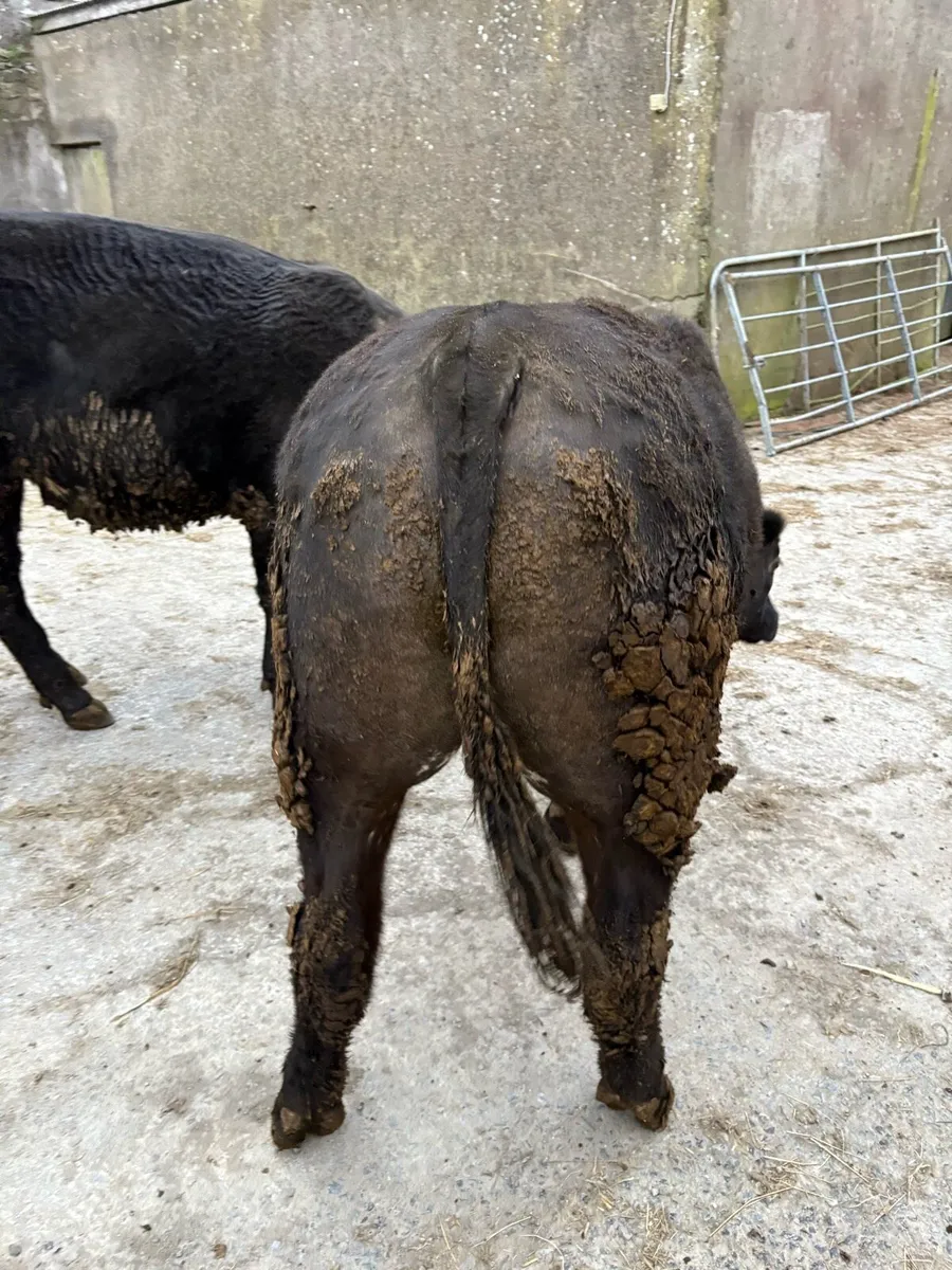 Organic bullocks for sale. - Image 1