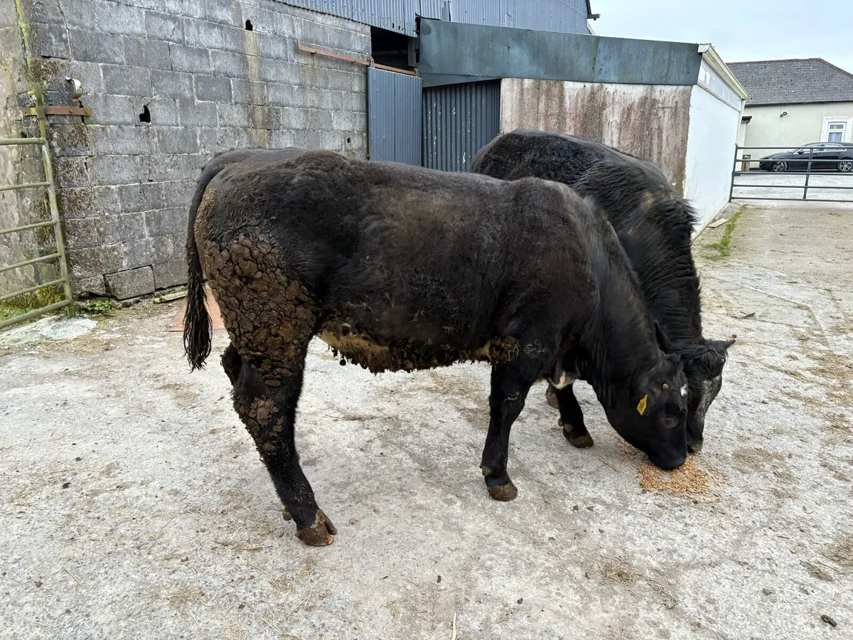 Organic bullocks for sale. - Image 2