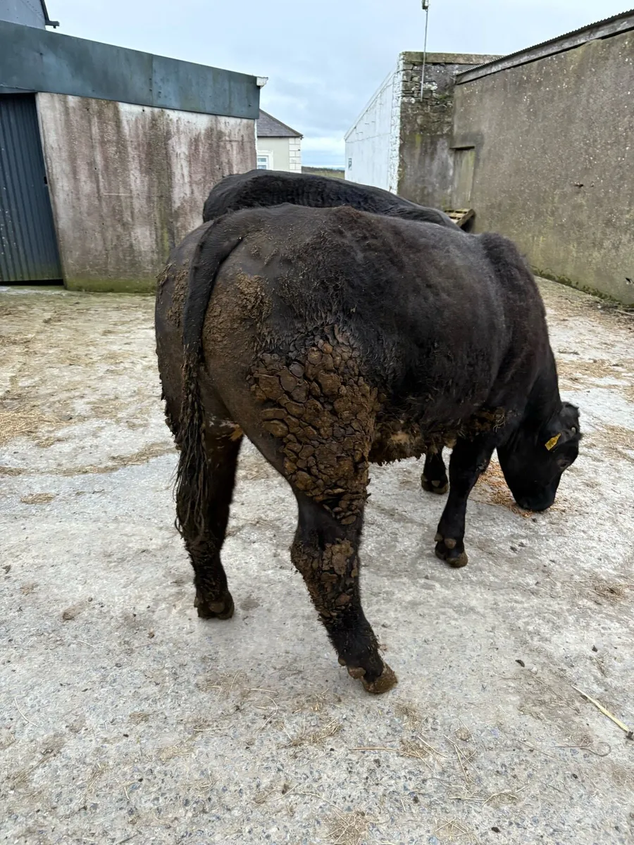 Organic bullocks for sale. - Image 3