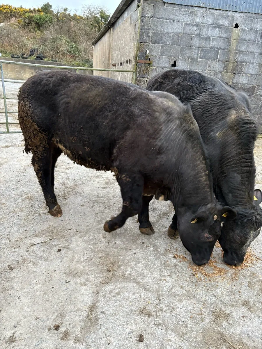 Organic bullocks for sale. - Image 4