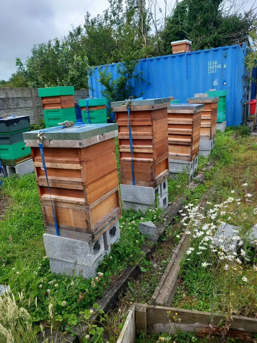 Beehives - Image 1