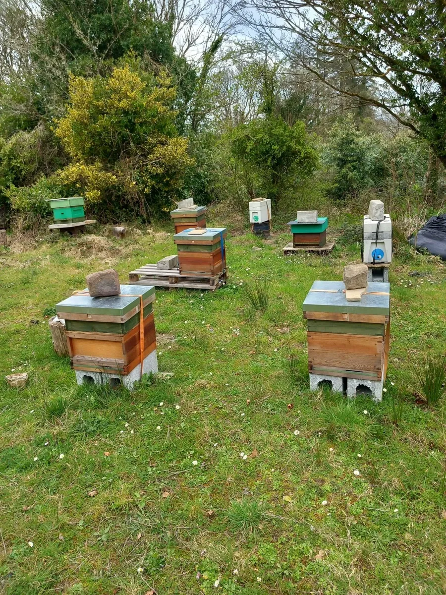 Beehives - Image 4