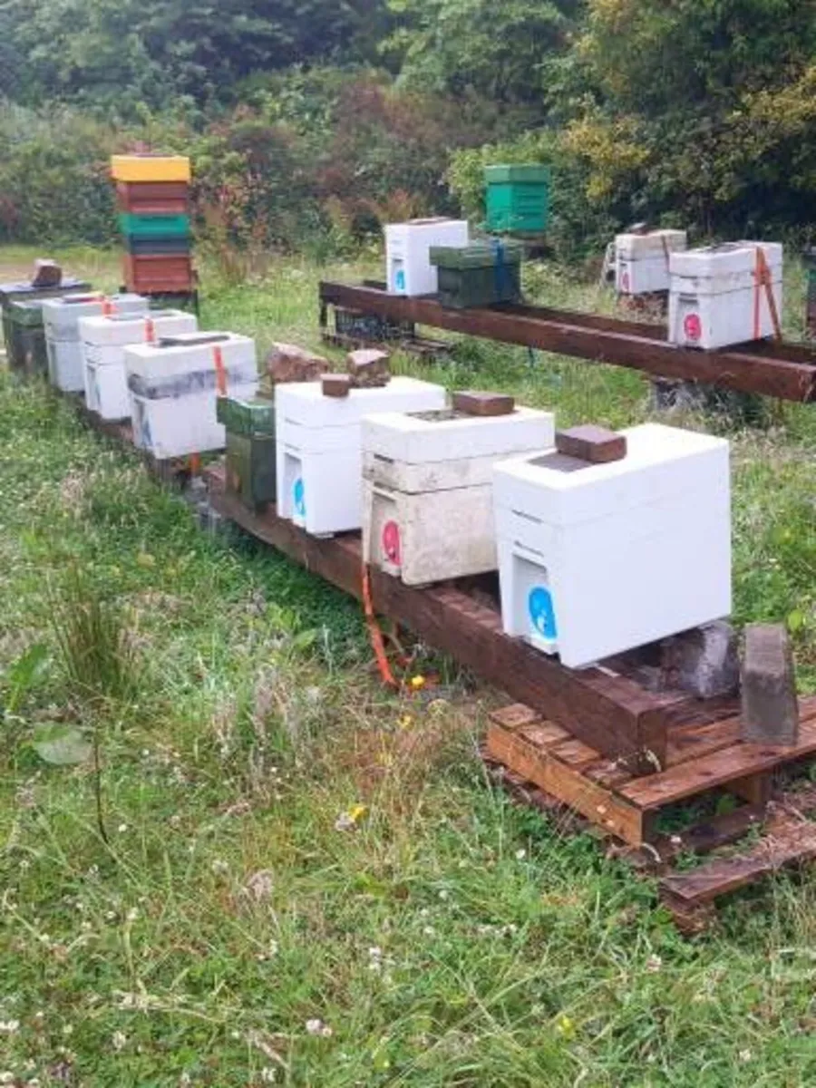 Beehives - Image 3
