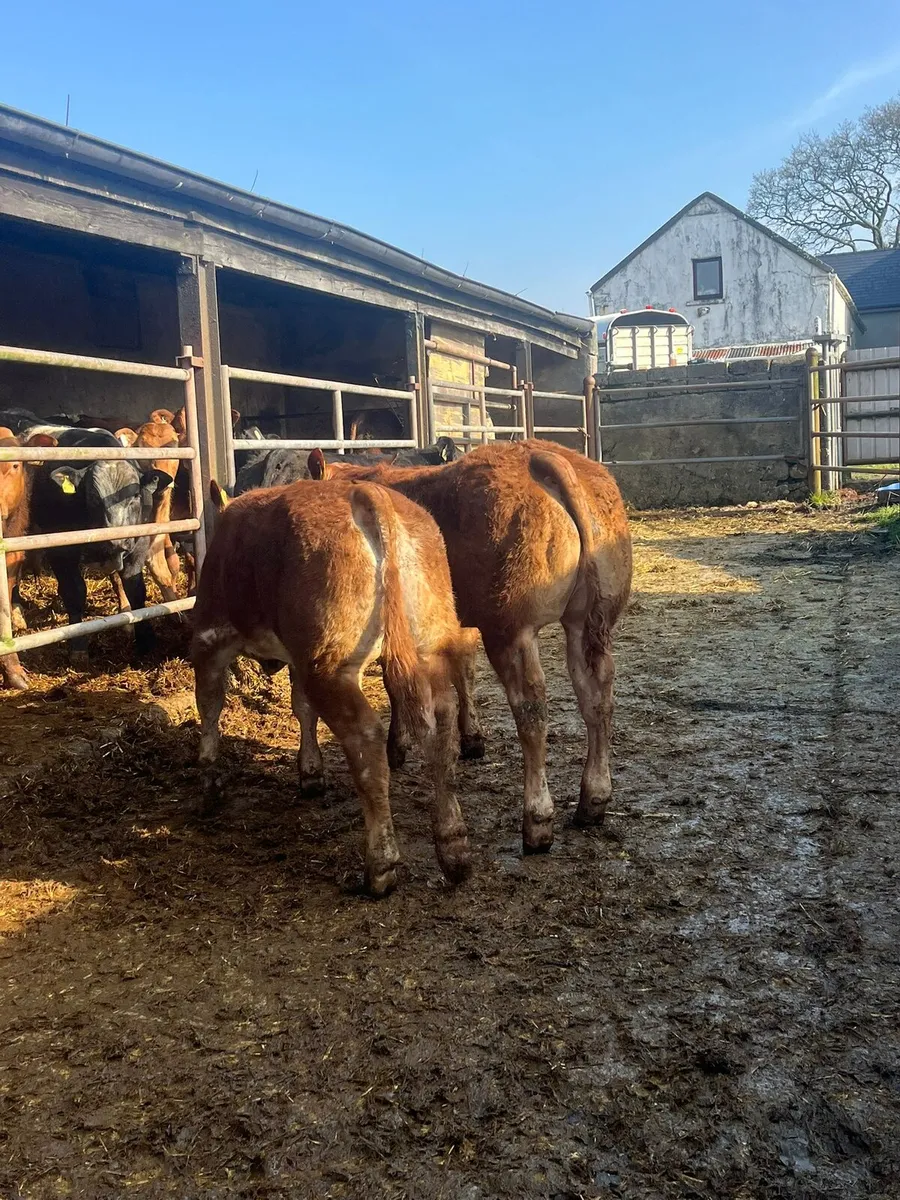 E and U weanling heifer - Image 4