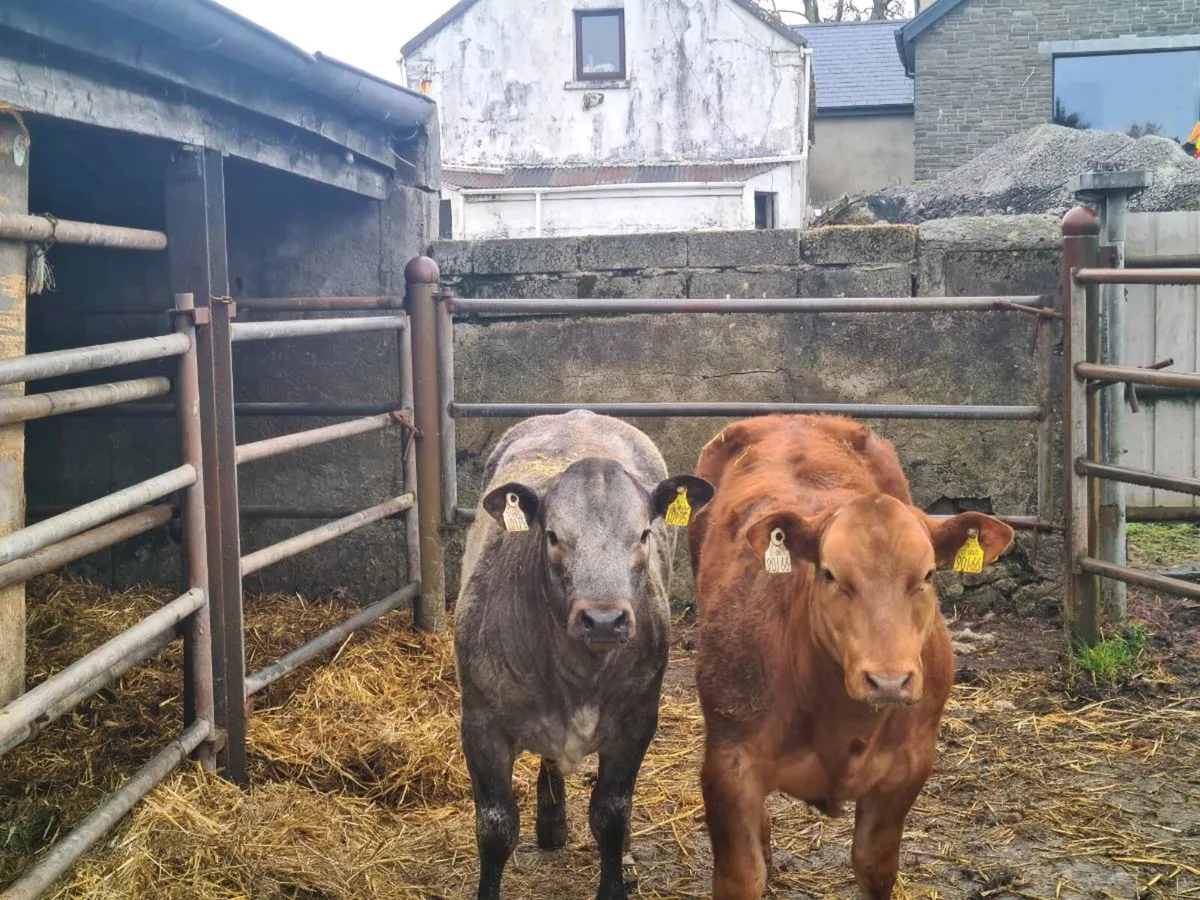 E and U weanling heifer - Image 1