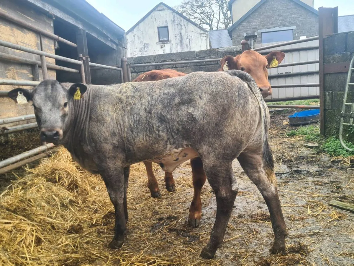 E and U weanling heifer - Image 3