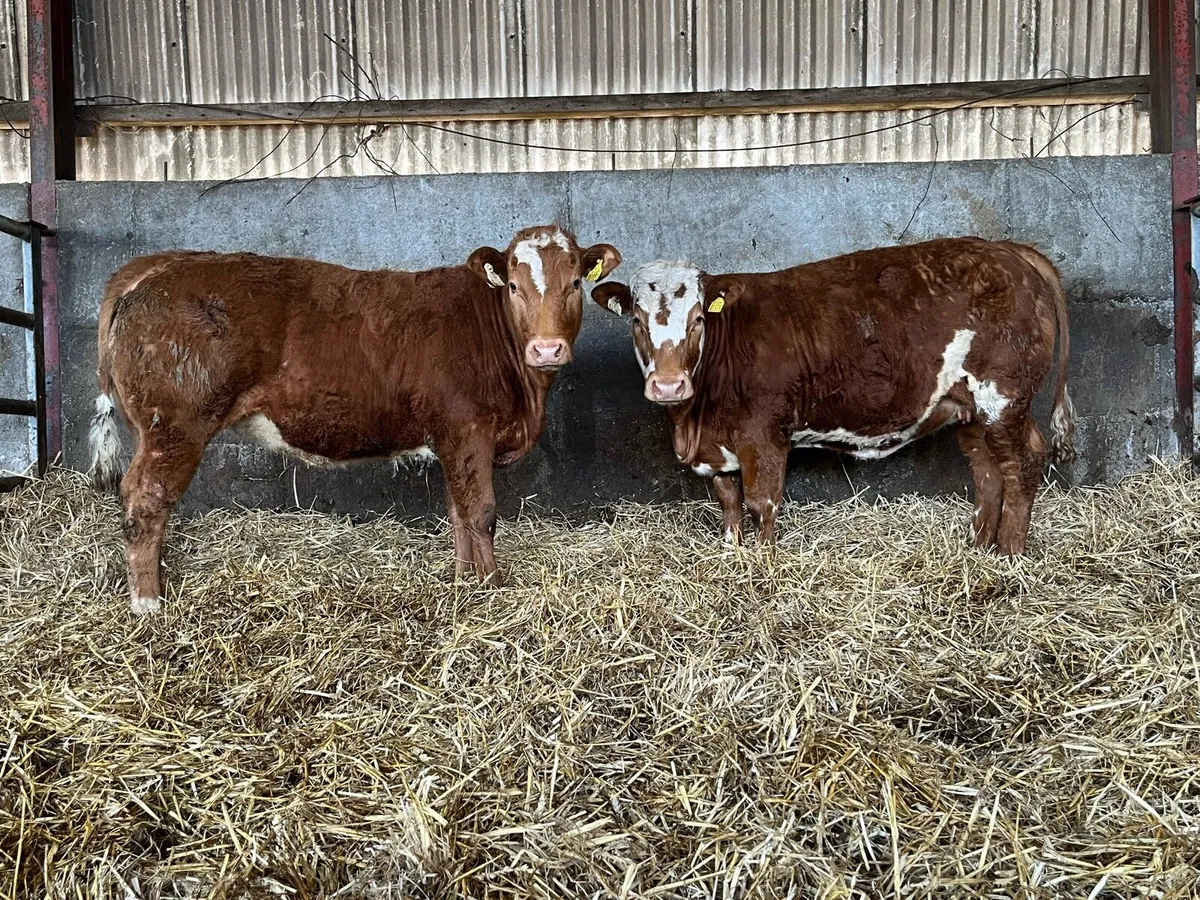 Blue x Blonde Heifers - Image 2