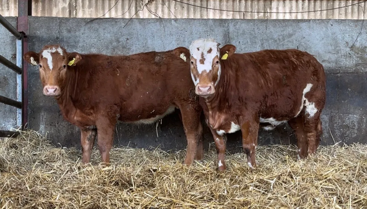 Blue x Blonde Heifers - Image 1