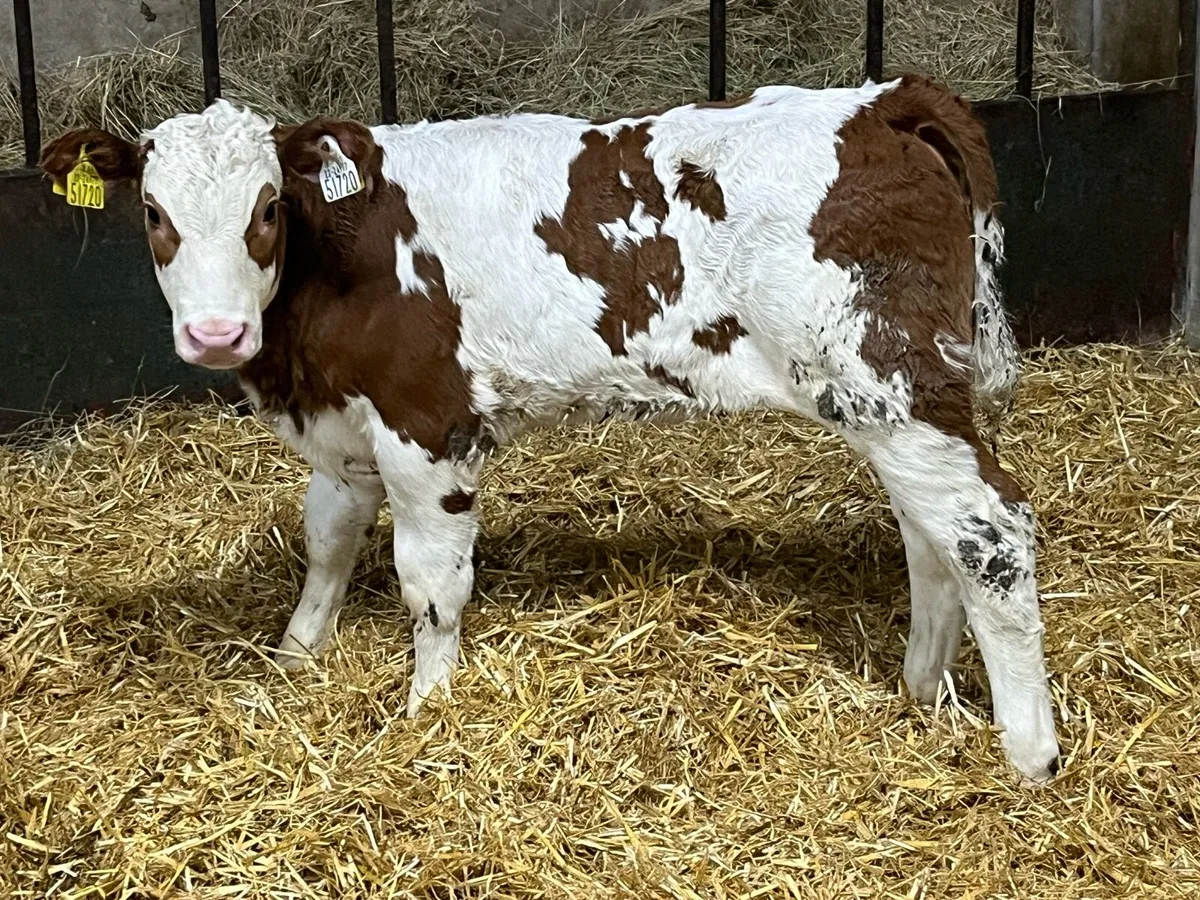 🚨 The Real Gear 🚨 - Image 1