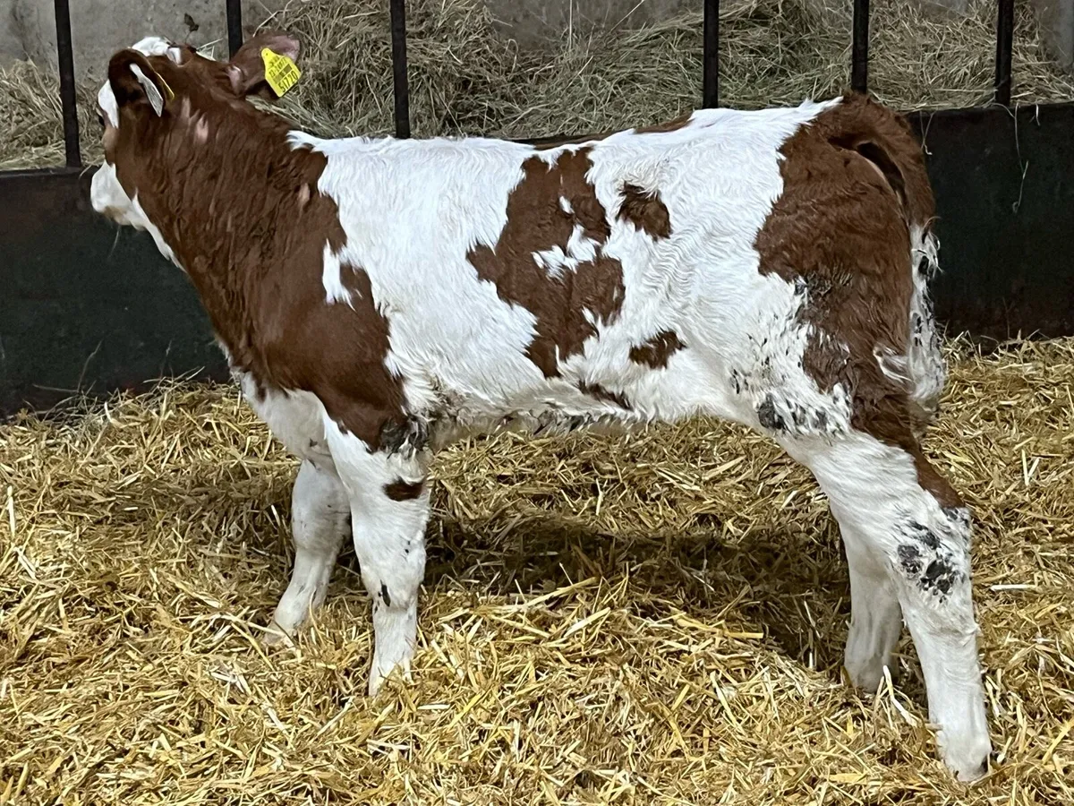 🚨 The Real Gear 🚨 - Image 2