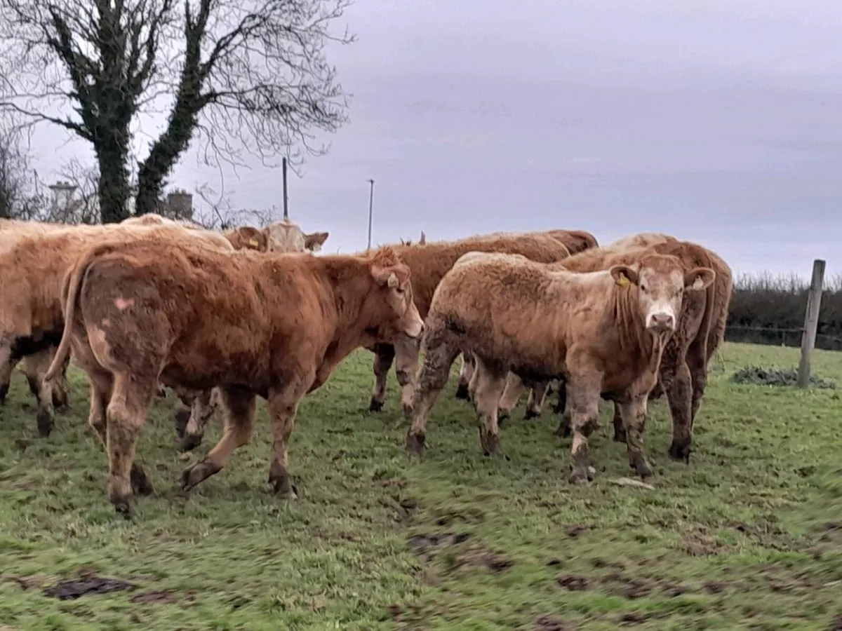 14 Smashing Golden Charlaois Bullocks - Image 1