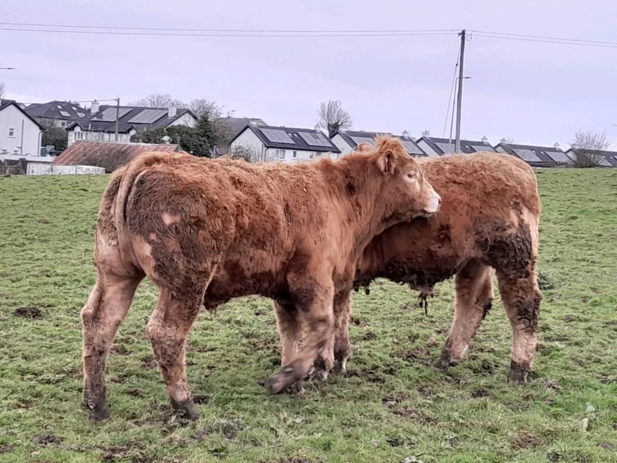 14 Smashing Golden Charlaois Bullocks - Image 2