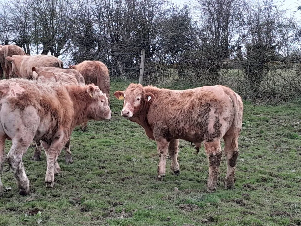 14 Smashing Golden Charlaois Bullocks - Image 3