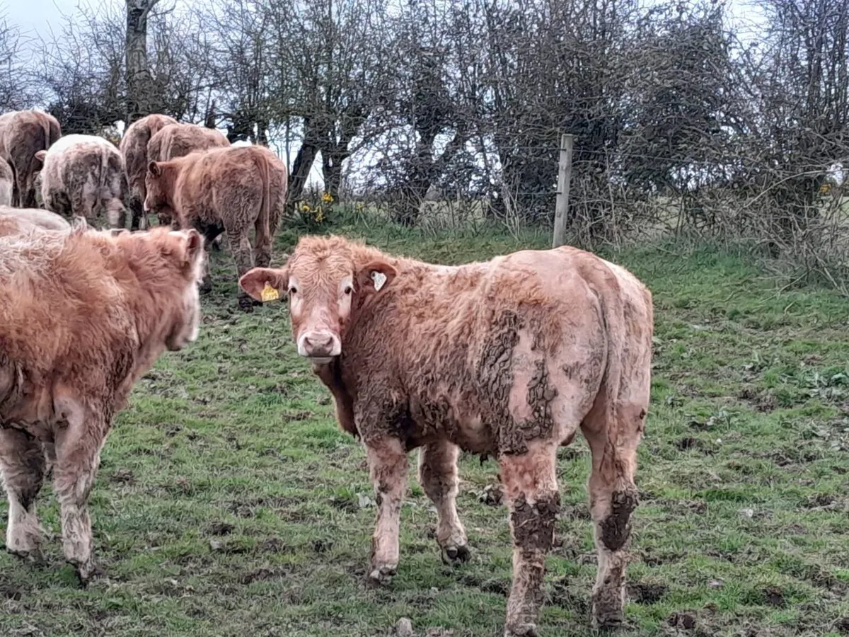 14 Smashing Golden Charlaois Bullocks - Image 4