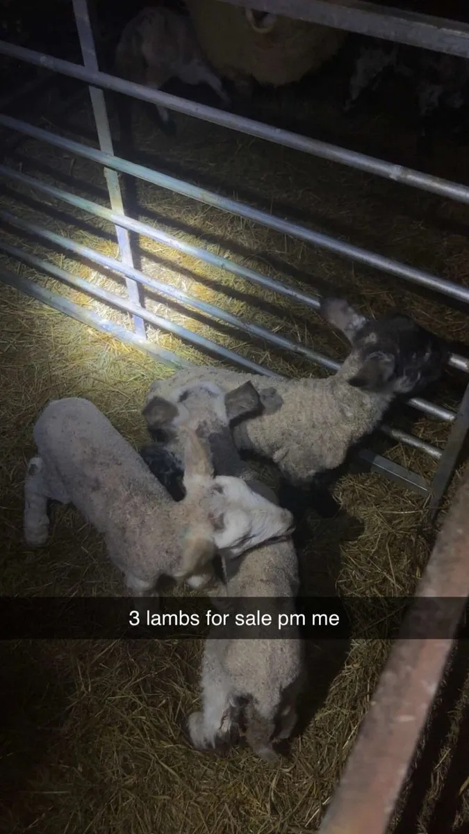 Pet lambs