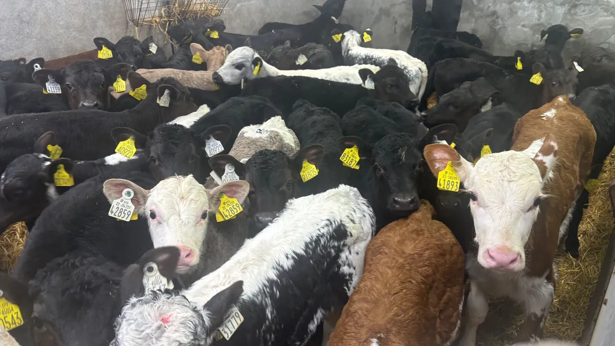 ⭐️Top Quality Calves⭐️ - Image 3