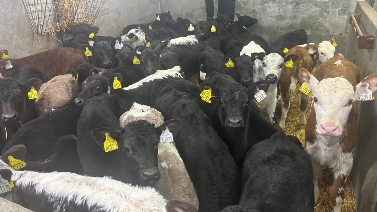 ⭐️Top Quality Calves⭐️ - Image 1