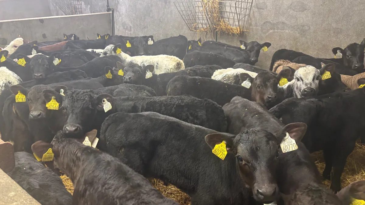 ⭐️Top Quality Calves⭐️ - Image 2