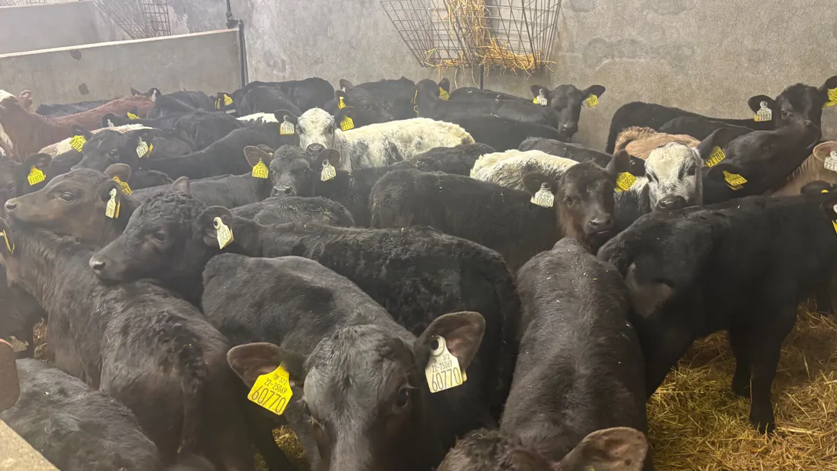 ⭐️Top Quality Calves⭐️ - Image 4