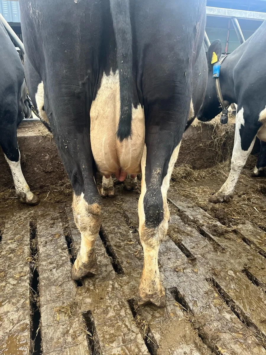 In calf cows - Image 1