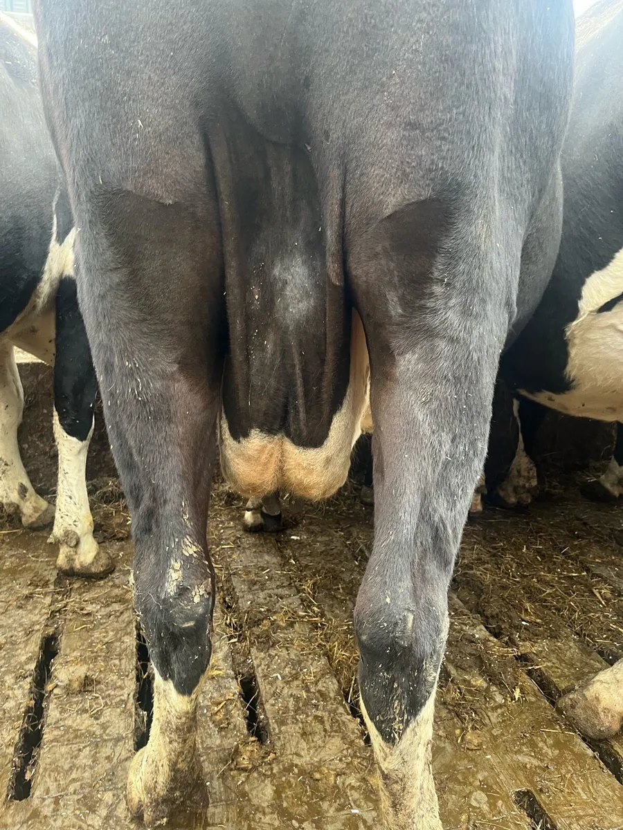 In calf cows - Image 4