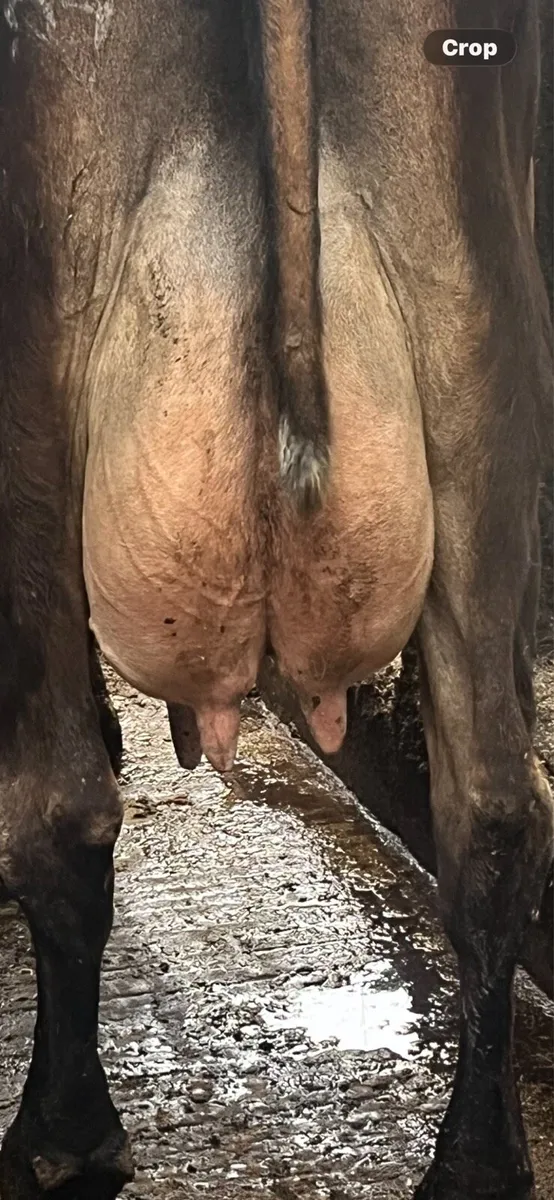 In calf cows - Image 2