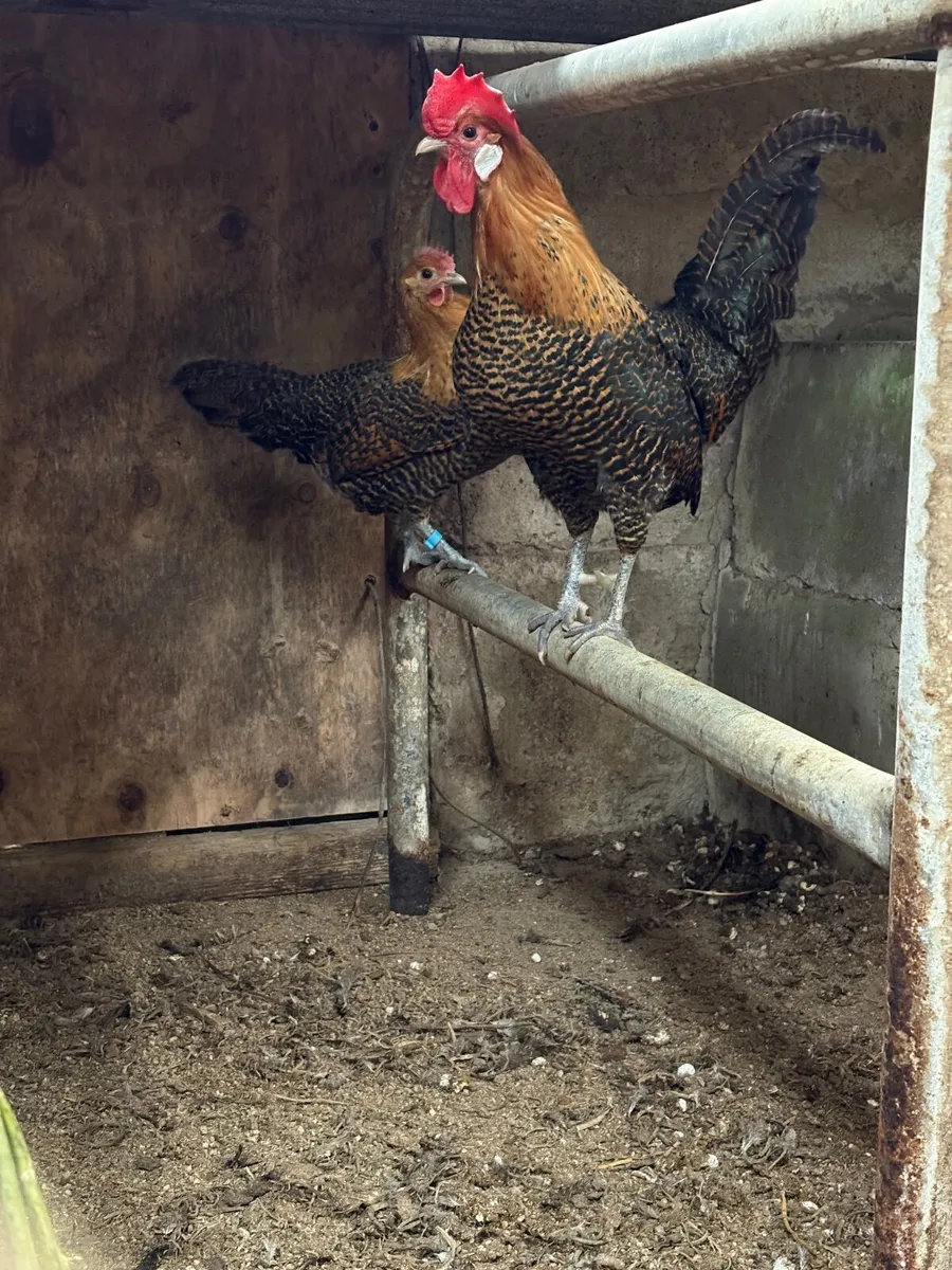 Pure breed Hatching eggs - Image 3