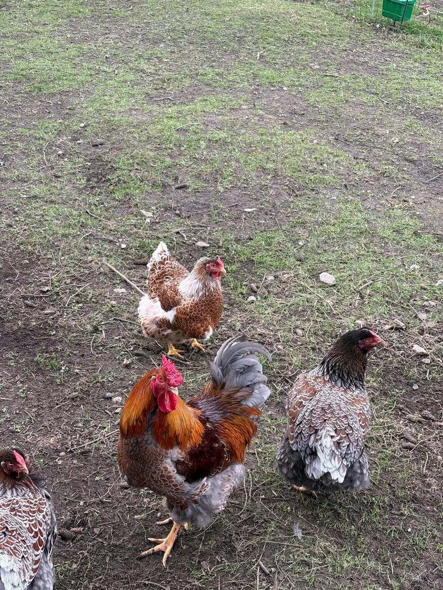 Pure breed Hatching eggs - Image 4