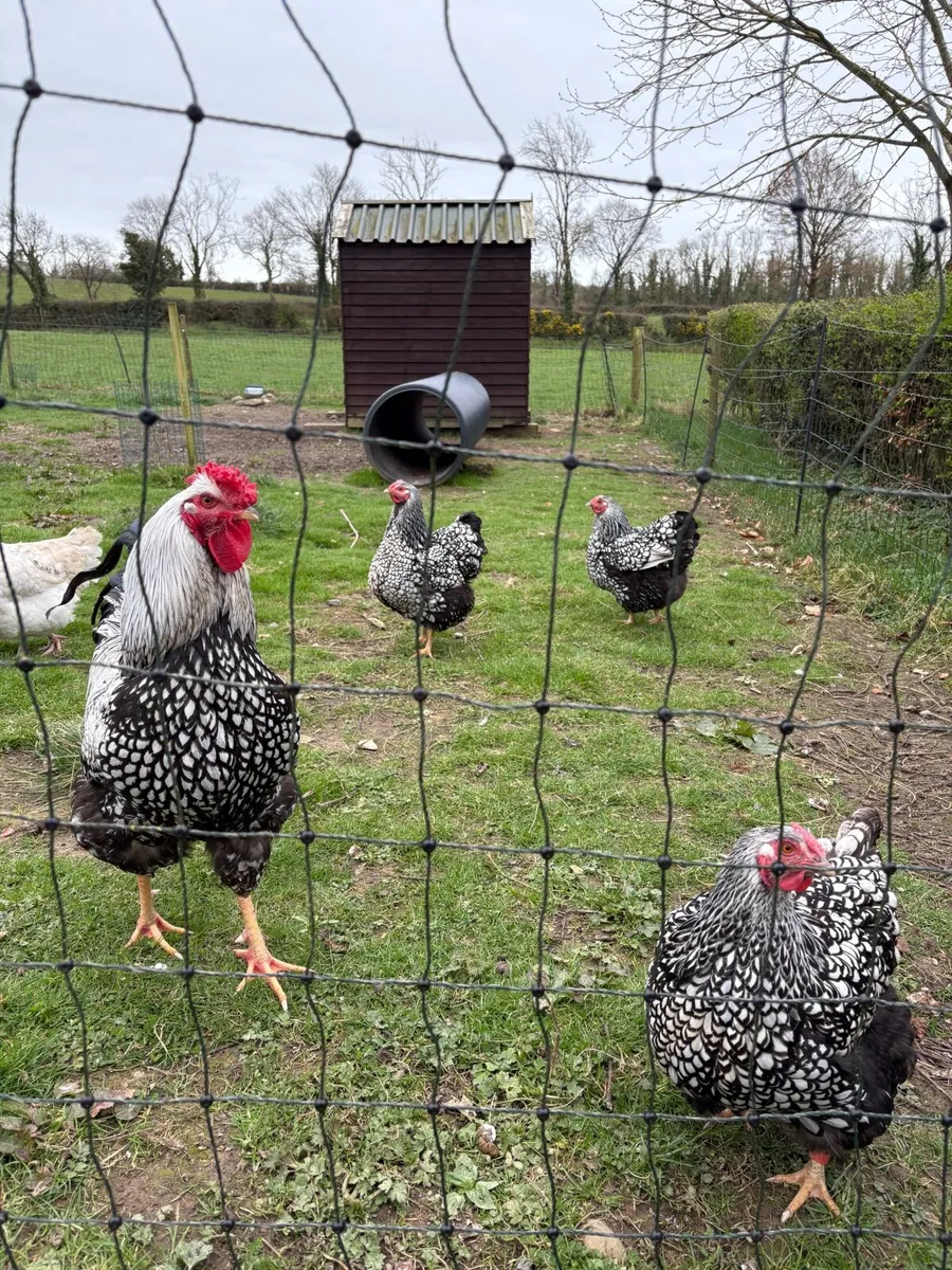 Pure breed Hatching eggs - Image 1