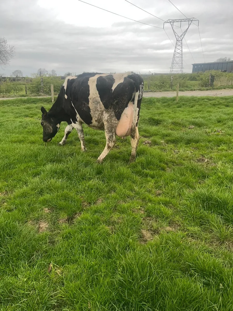 Dairy Cattle - Image 2