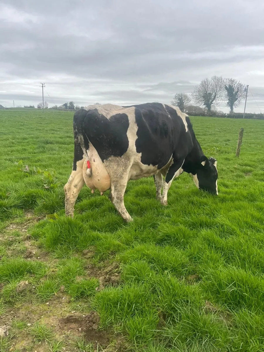 Dairy Cattle - Image 1