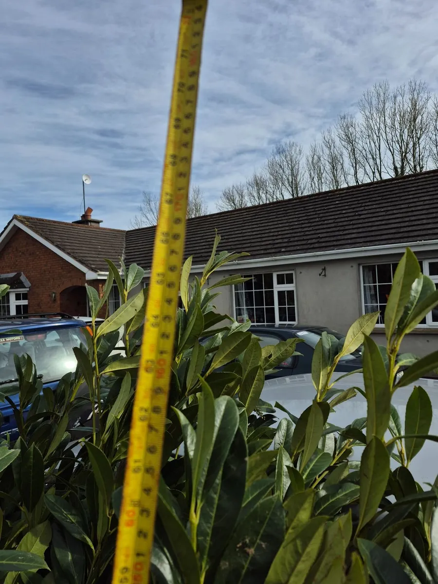 Common Laurel Hedging for sale. - Image 2