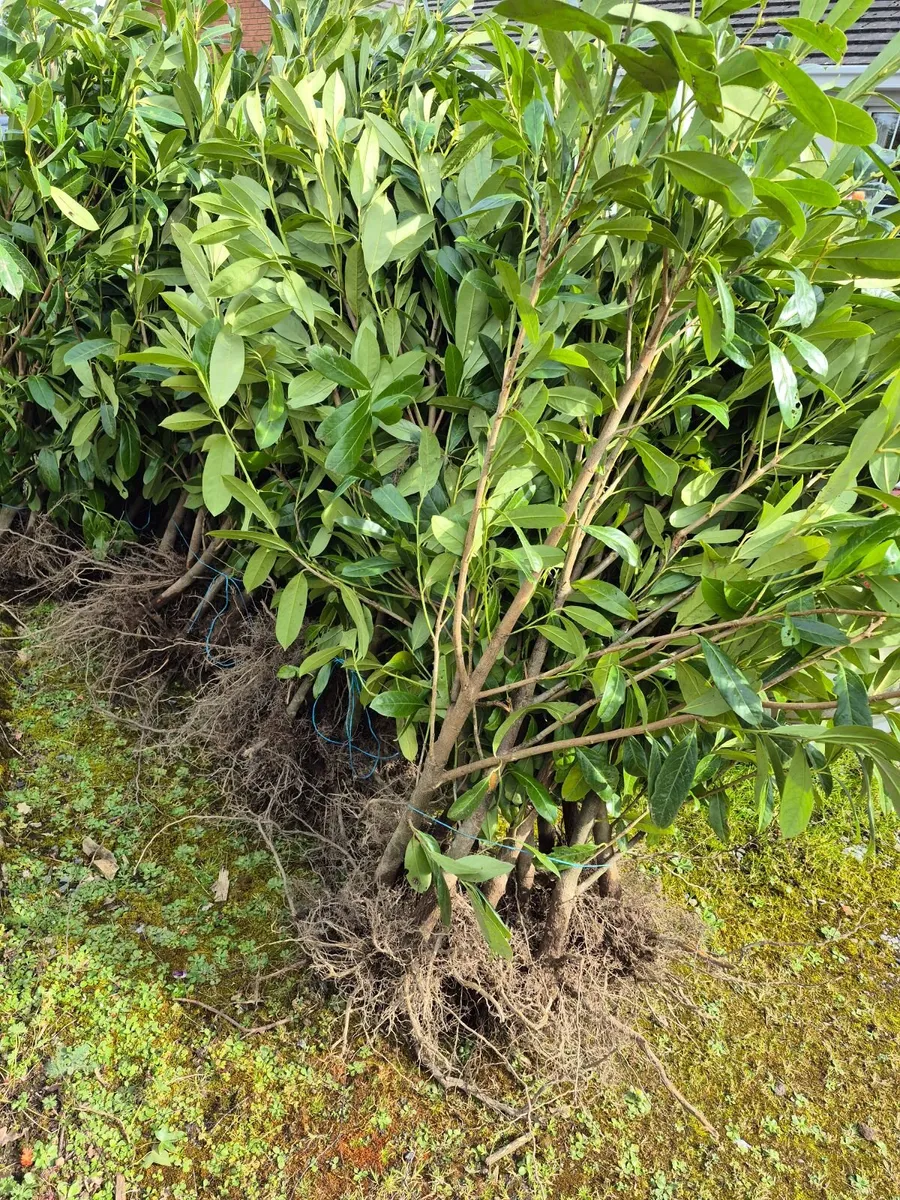 Common Laurel Hedging for sale. - Image 3