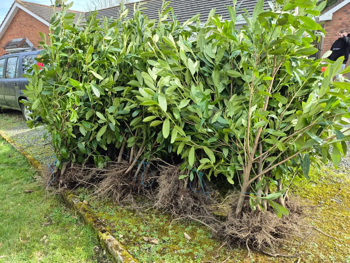 Common Laurel Hedging for sale. - Image 1