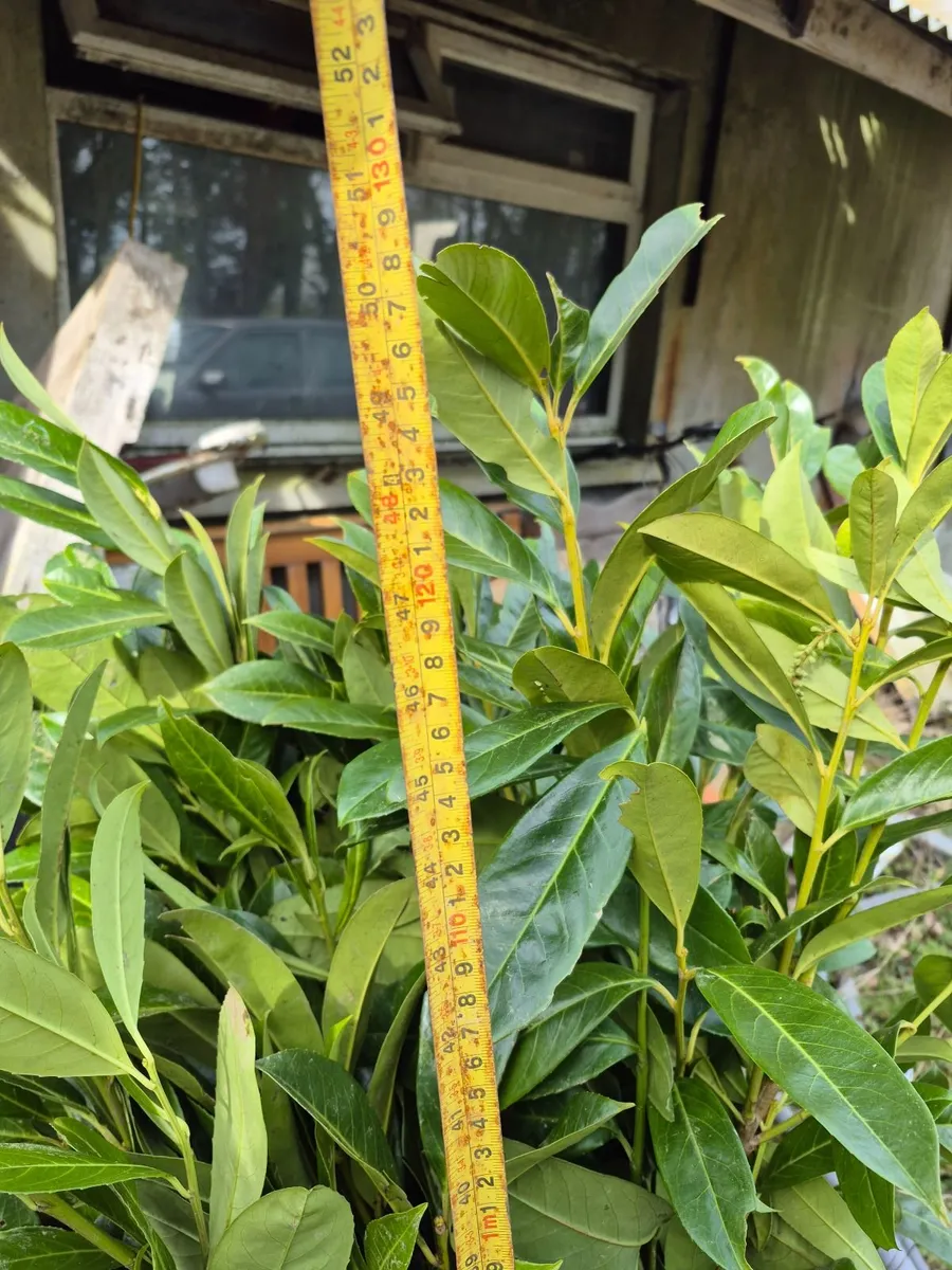 Common Laurel Hedging for sale. - Image 4