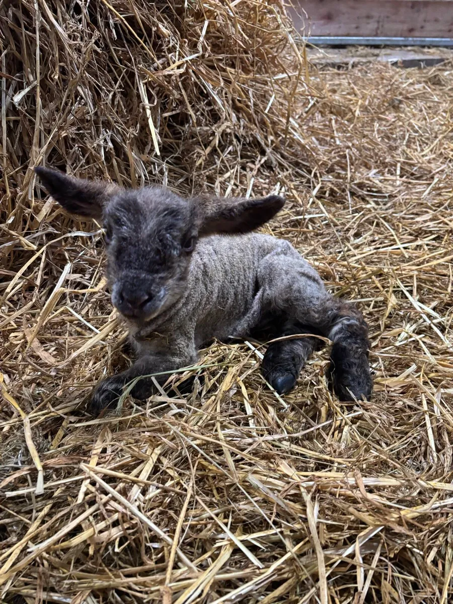 Foster / Pet Lambs - Image 4