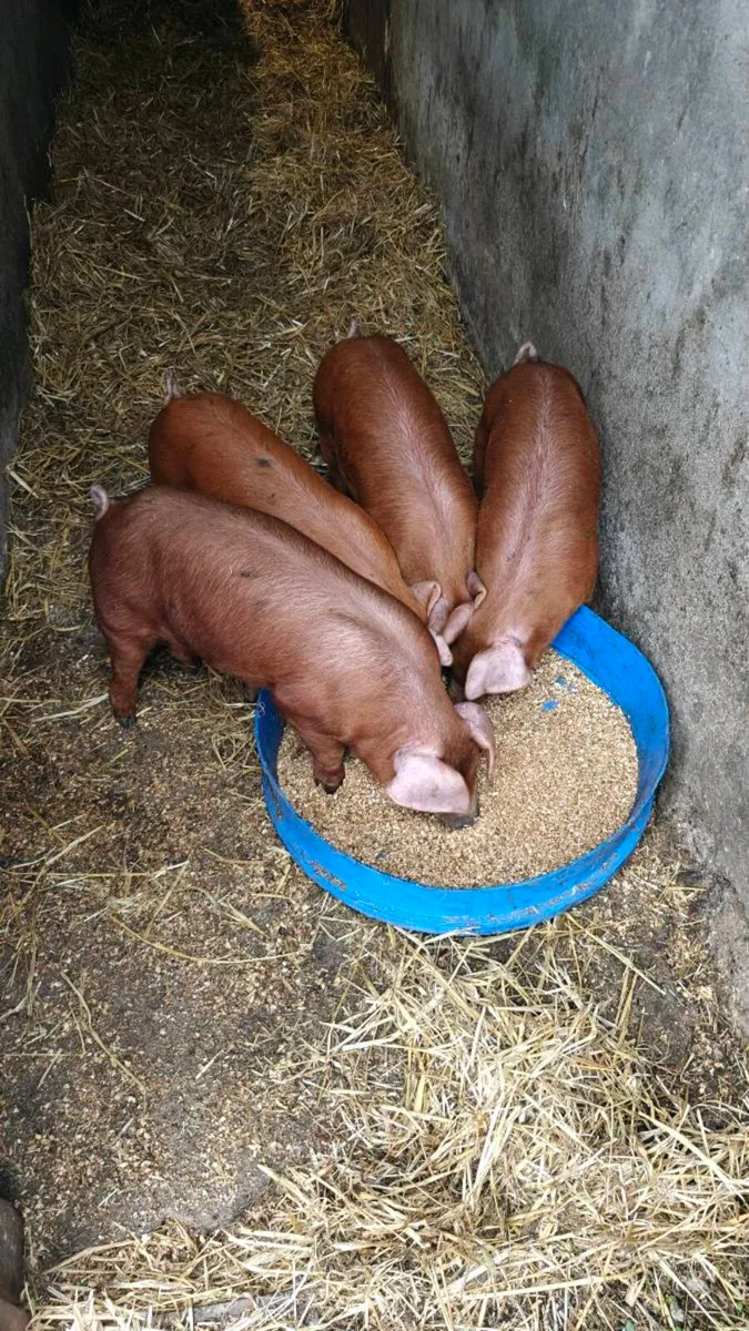 Weaner pigs - Image 1