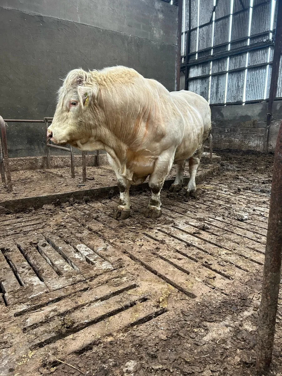 Charolais bull cf52 - Image 1