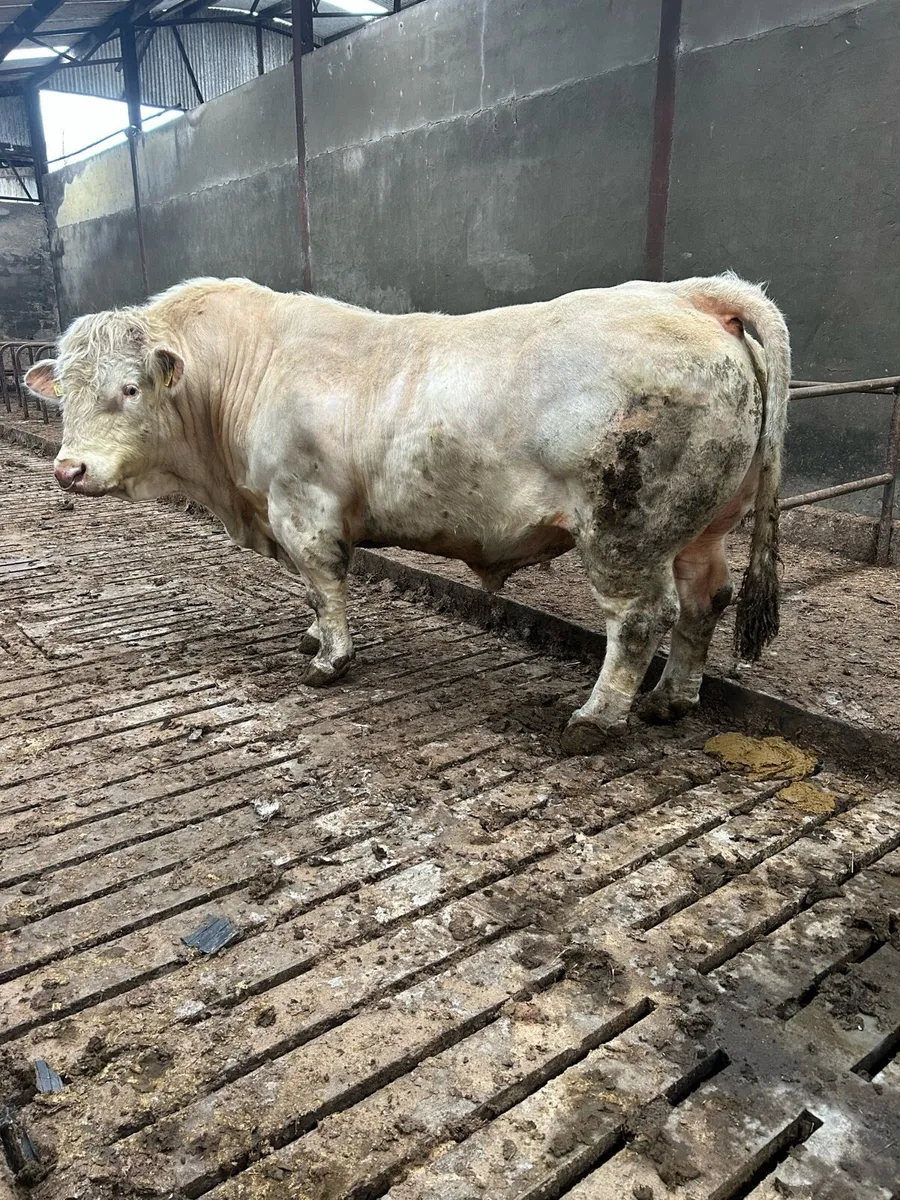 Charolais bull cf52 - Image 3