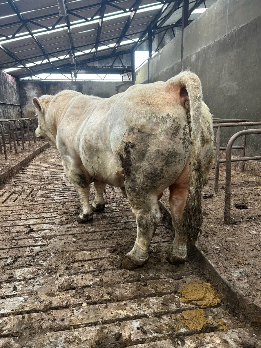 Charolais bull cf52 - Image 4