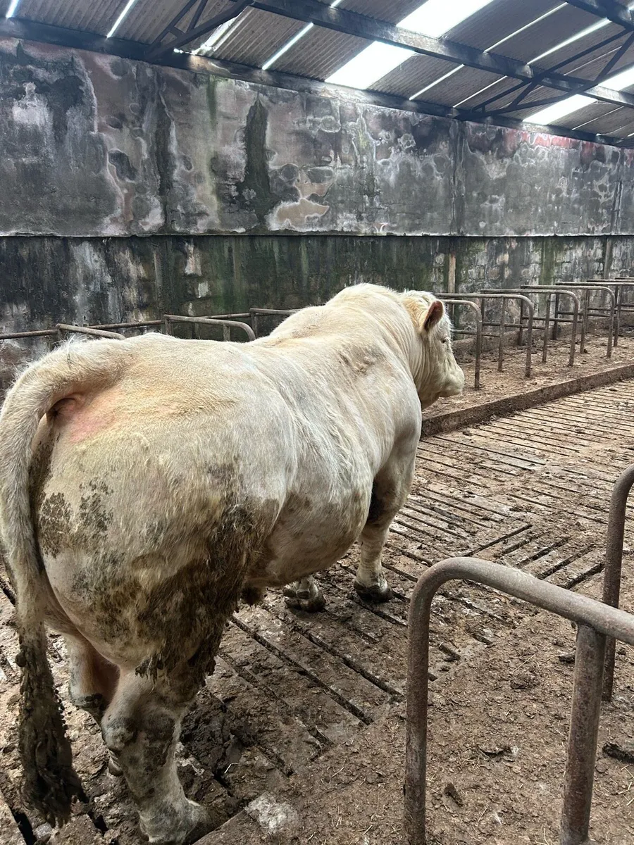 Charolais bull cf52 - Image 2