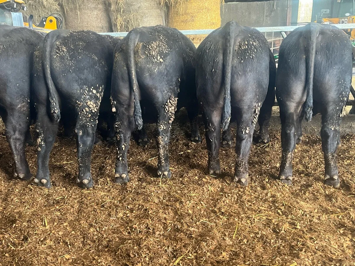 Angus bulls - Image 1