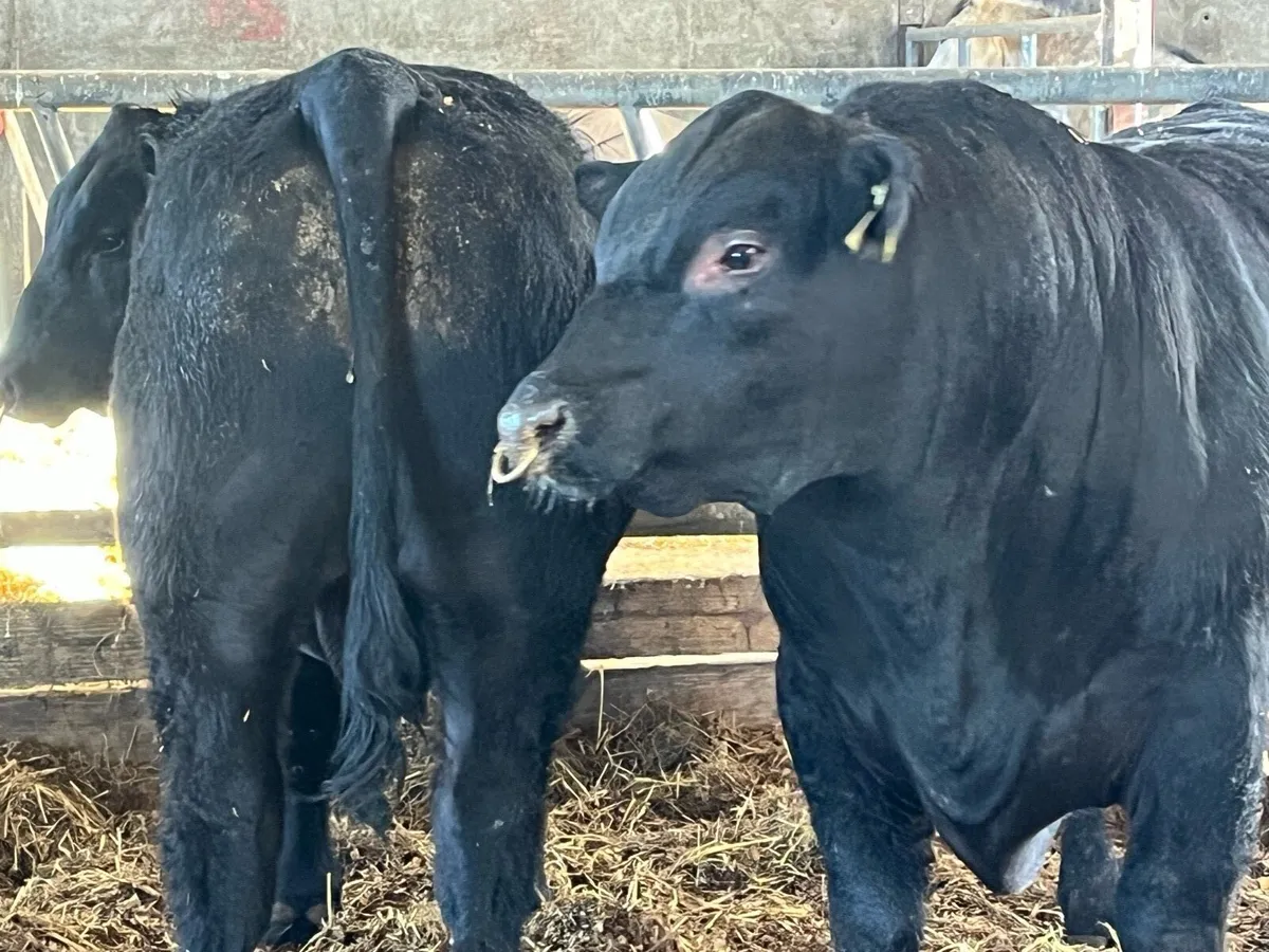 Angus bulls - Image 2