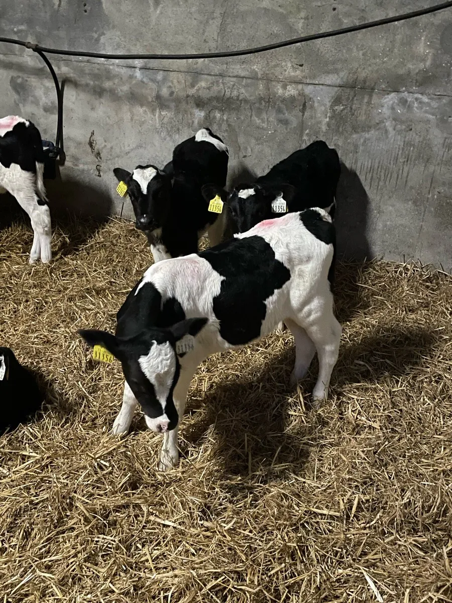 Friesian Bull Calf - Image 1