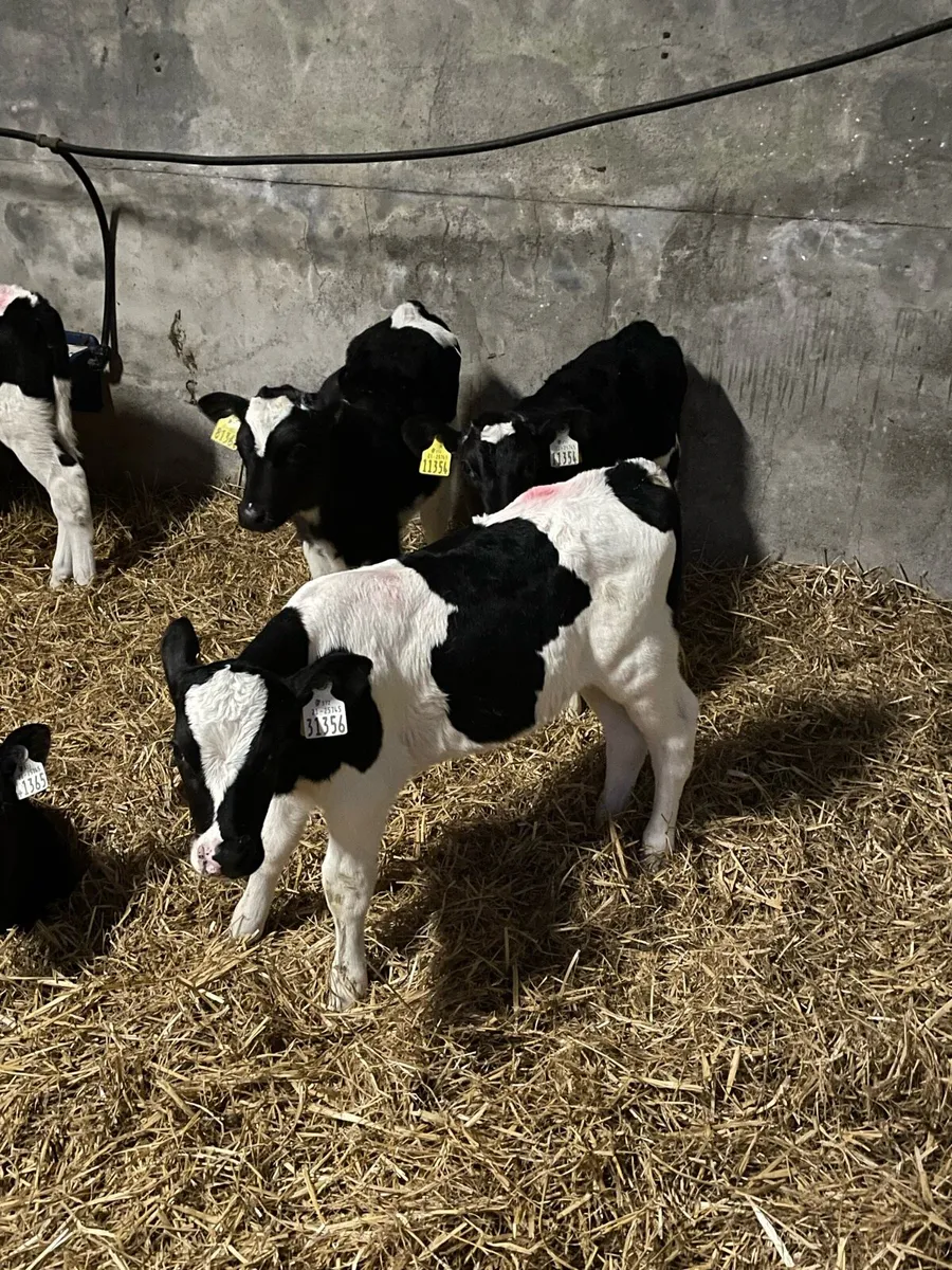 Friesian Bull Calf - Image 2