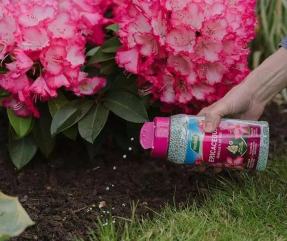 Ericaceous Plant Food Granules Jar - Image 1