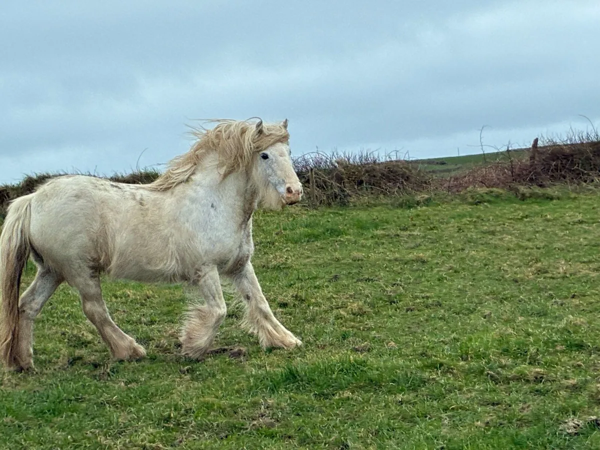 Family pony 6yr old. - Image 2
