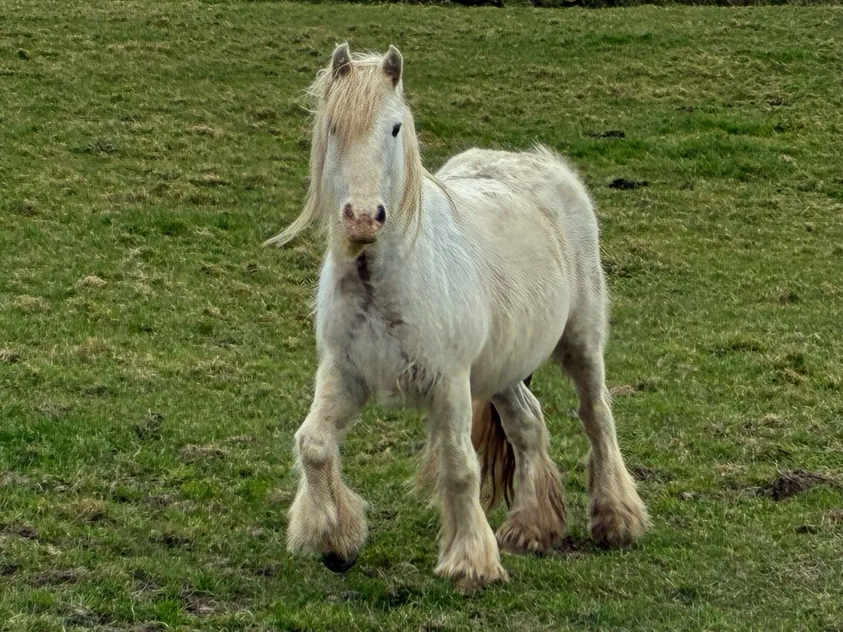 Family pony 6yr old. - Image 3